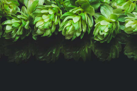 Green hop cones on a dark background grown for brewing beer, and bread as well as a seasoning for foodの写真素材