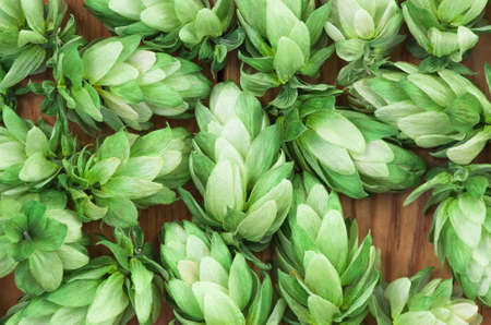 Green hop cones lying on the old wooden surface, agricultural background