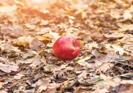 red apple lying on the ground in the dry autumn leaves agriculture backgroundの写真素材