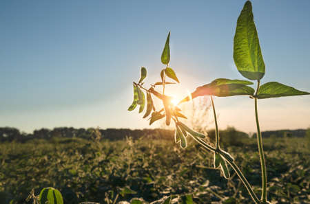 Maturing green organic soybean pods closeup agricultural backgroundの写真素材