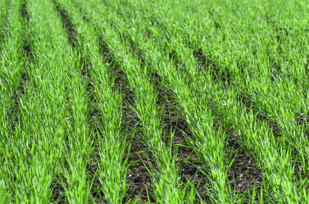 green shoots of wheat on farmer field in spring. agricultural background
