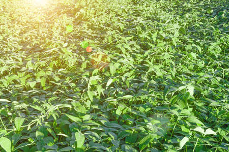 Field of ripening green organic soybean, agricultural background