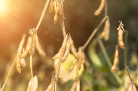Ripe soybeans closeup, ready for harvest, shallow focus, agricultural background