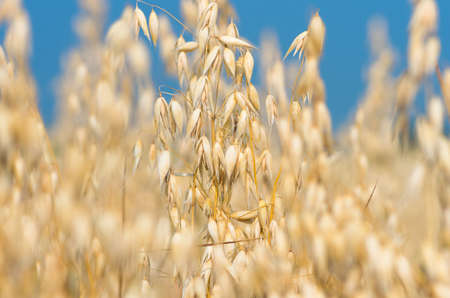golden ear of oats against the blue sky soft focus, closeup, agriculture backgroundの写真素材