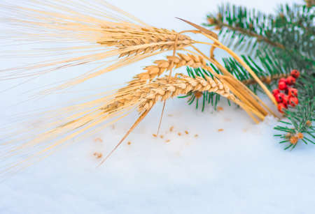 Golden ear of wheat and grain in the snow, red mountain ash, green branch spruce closeup, winter holiday agriculture backgroundの写真素材
