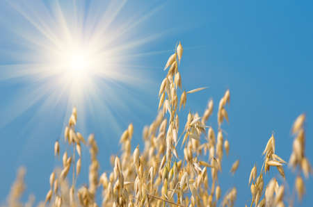 golden ear of oats against the blue sky and sun soft focus, closeup, agriculture backgroundの写真素材