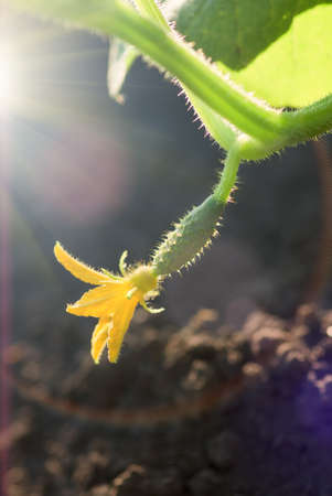 blooming ovary of young fresh organic vegetable, growing cucumbers on the field. Spring agricultural backgroundの写真素材