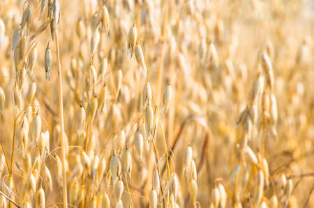 organic golden ripe ears of oats in field, soft focus, closeup, agriculture background