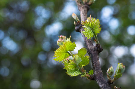 Young green tender shoots and leaves of grapes on the vine in the springの写真素材