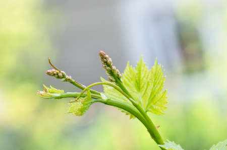 flower buds and leaves of shoots grapevine spring, agriculture nature backgroundの写真素材