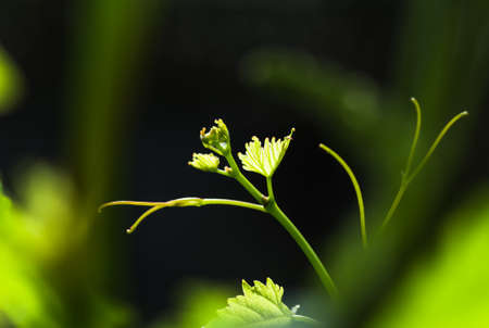 gentle young green grape leaves and mustache on grapevine, in the spring, closeup, spring backgroundの写真素材