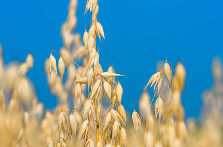 golden ear of oats against the blue sky