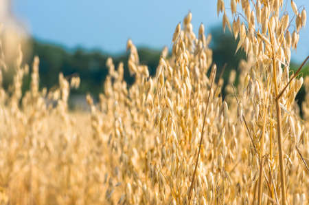 organic golden ripe ears of oats in field