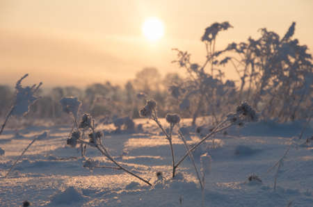 Frozen grass standing in snow during sunset in the winter, natural backgroundの写真素材