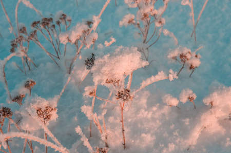 Frozen grass standing in snow during sunset in the winter, natural background