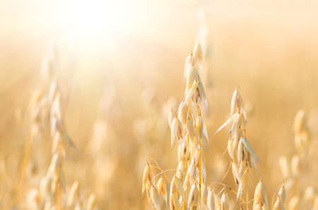 organic golden ripe ears of oats in field, soft focus, closeup, agriculture backgroundの写真素材