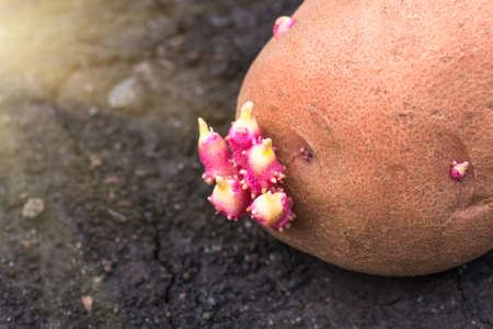 potato on the ground, planting sprouted tubers spring, closeup, agrarian backgroundの写真素材