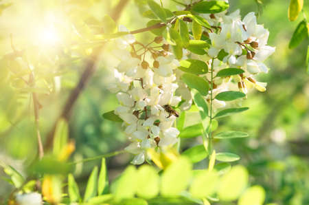 beautiful flowers white acacia, closeup, spring natural backgroundの写真素材