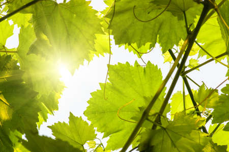 Young green tender leaves of grapes on a background of blue sky in springの写真素材