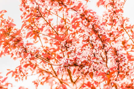 delicate flowers and young leaves of cherry wood sakura, closeup, spring backgroundの写真素材