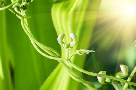 bean sprout and flower in the spring, the agricultural natural backgroundの写真素材