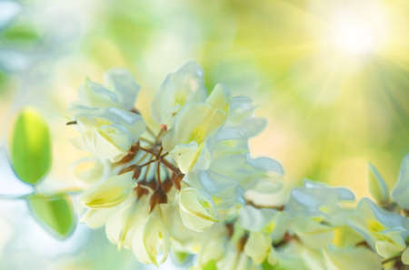 beautiful flowers white acacia, closeup, spring natural backgroundの写真素材