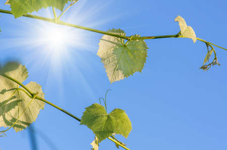 Young green tender leaves of grapes on a background of blue sky in springの写真素材
