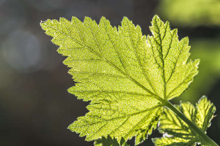 gentle young green grape leaves in the spring, closeup, natural backgroundの写真素材