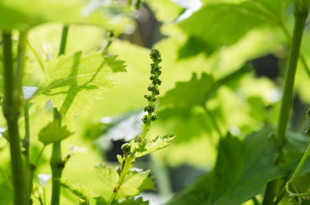 flower buds and leaves of shoots grapevine spring, agriculture nature backgroundの写真素材