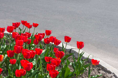 red tulips on the flowerbed near the road. Spring landscape.の写真素材