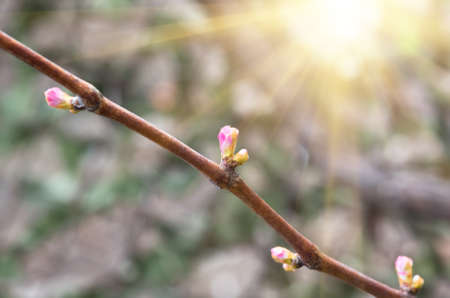 vine and grape buds, closeup, spring natural backgroundの写真素材