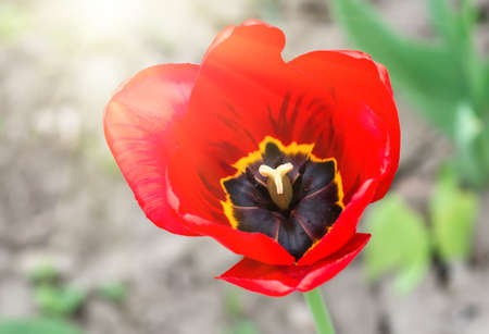 group of red tulips in the park. closeup. Spring landscape.の写真素材