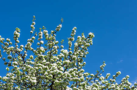 Blossom of a pear tree against the blue sky, spring day, background