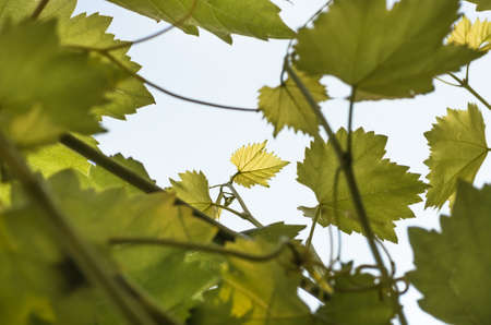 Young green tender leaves of grapes on a background of blue sky in springの写真素材