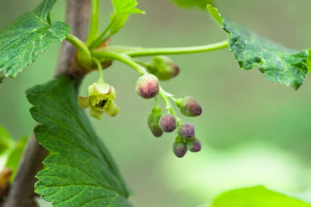flowers black currant, closeup, agricultural spring backgroundの写真素材
