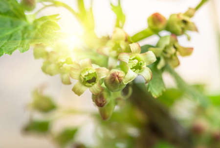 flowers black currant, closeup, agricultural spring backgroundの写真素材