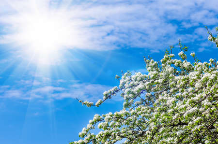 Blossom of a pear tree against the blue sky, sun and clouds, spring day, backgroundの写真素材