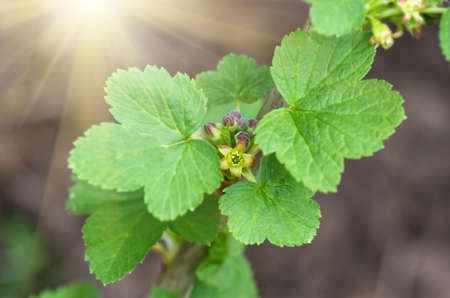 flowers black currant, closeup, agricultural spring backgroundの写真素材