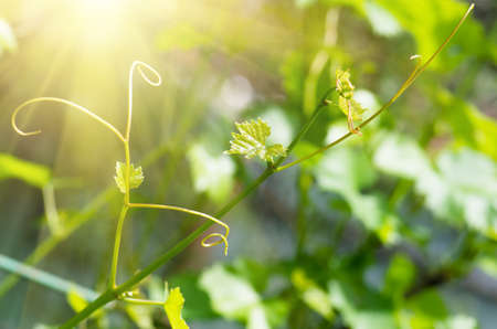 gentle young green grape leaves and mustache on grapevine, in the spring, closeup, spring backgroundの写真素材