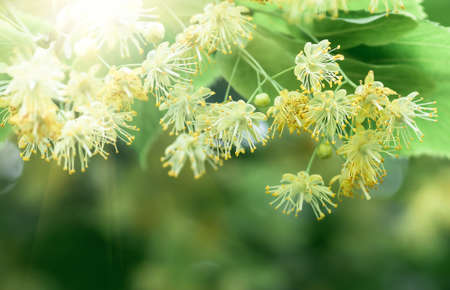 flowers blossoming tree linden wood, used for the preparation of healing tea, natural background, springの写真素材