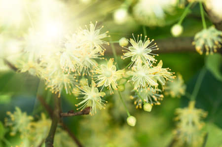 flowers blossoming tree linden wood, used for the preparation of healing tea, natural background, springの写真素材