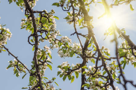 Blossom of a pear tree against the blue sky, sun, spring day, backgroundの写真素材