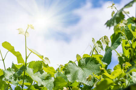 Young green tender leaves of grapes on a background of blue sky and clouds in springの写真素材