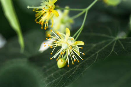 flowers blossoming tree linden wood, used for the preparation of healing tea, natural background, springの写真素材