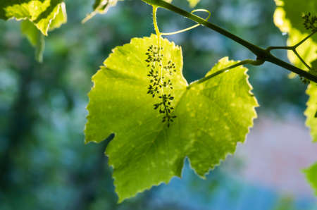 flower buds and leaves of shoots grapevine spring, agriculture nature background