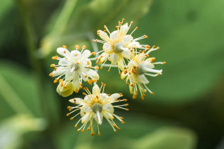 flowers blossoming tree linden wood, used for the preparation of healing tea, natural background, springの写真素材
