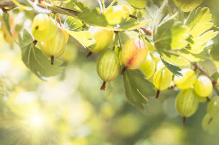 berries gooseberry growing on a branch of bush close-up, fruit, gooseberry bush in the gardenの写真素材