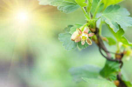 flowers gooseberry blooming on a branch of bushの写真素材