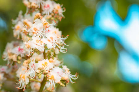 blossoming flowers of chestnut closeup, spring backgroundの写真素材