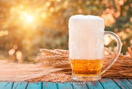 Light foamy beer in a glass and barley ears on natural background. Alcohol